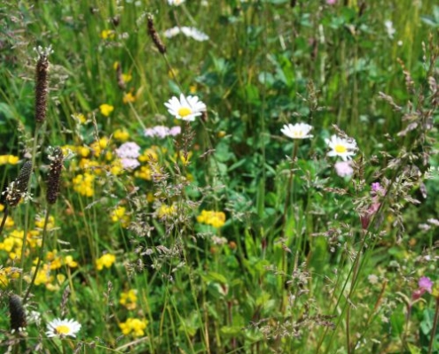 Wildflower_mat
